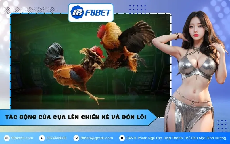 Tác động của cựa lên chiến kê và đòn lối